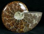 Cleoniceras Ammonite Fossil - Madagascar #7350-2